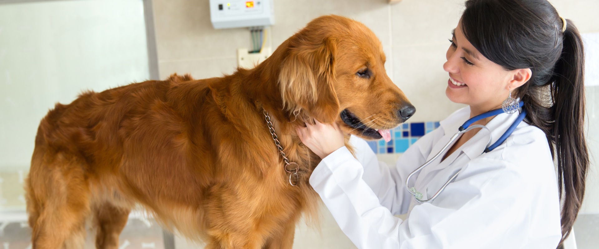 Die Krankenversicherung für Hunde, Katzen und Pferde